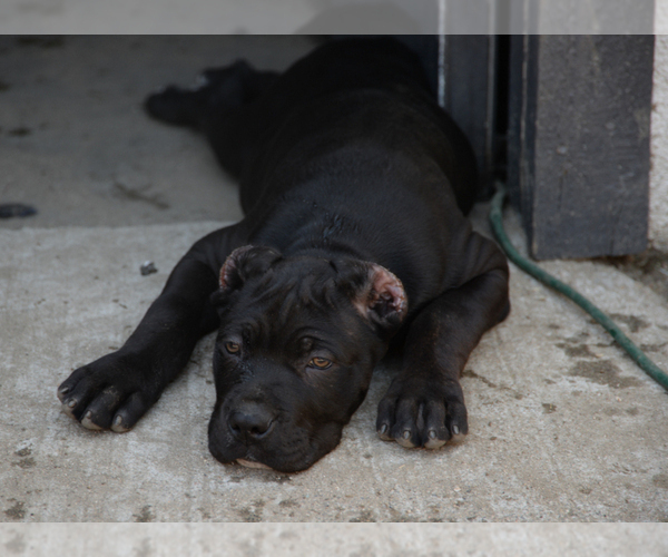 Medium Photo #4 Cane Corso Puppy For Sale in SAN BERNARDINO, CA, USA