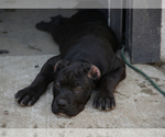 Small Photo #4 Cane Corso Puppy For Sale in SAN BERNARDINO, CA, USA
