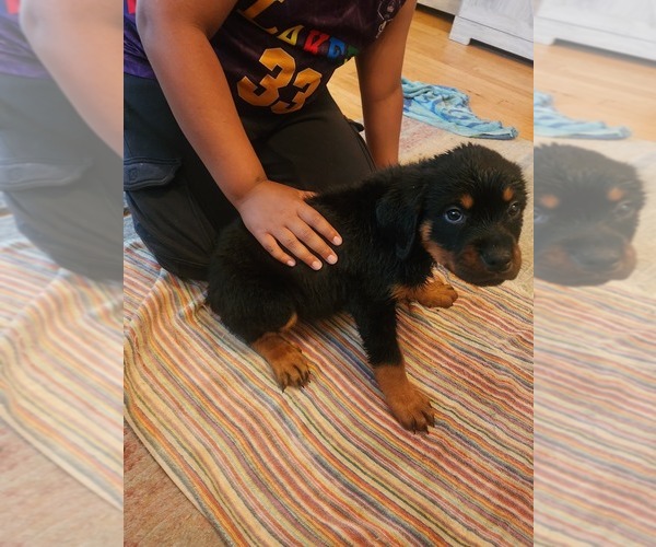 Medium Photo #12 Rottweiler Puppy For Sale in RACINE, WI, USA