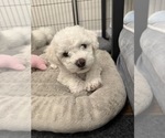 Puppy Tug Bichon Frise