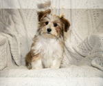 Puppy 2 Poovanese