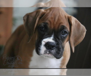 Boxer Puppy for sale in SHIPSHEWANA, IN, USA