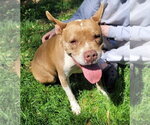 Small #1 American Staffordshire Terrier