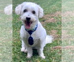 Small #4 Maltipoo