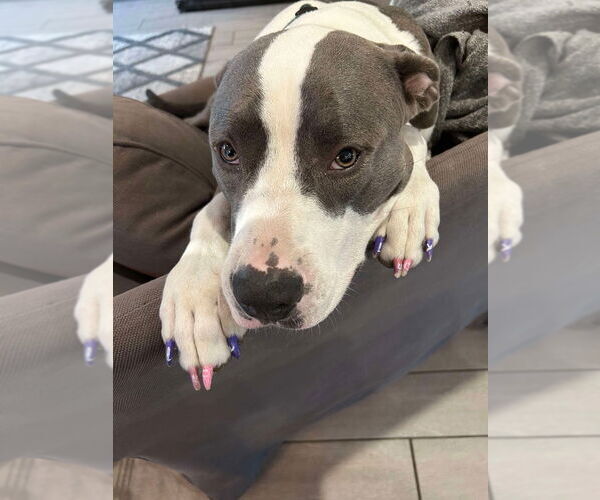 Medium Photo #23 American Pit Bull Terrier-Great Dane Mix Puppy For Sale in Bullard, TX, USA