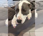 Small #22 American Pit Bull Terrier-Great Dane Mix