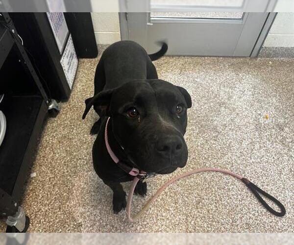 Medium Photo #1 American Pit Bull Terrier Puppy For Sale in Pueblo, CO, USA