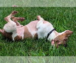 Small #1 Dachshund
