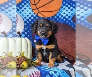 Aussiedoodle Miniature Puppy for sale in OXFORD, PA, USA