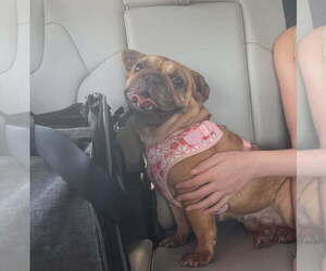 Daisy - Female French Bulldog Dog for Adoption - Photo #3