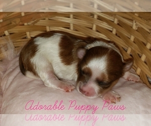 Morkie Puppy for sale in ATHENS, AL, USA