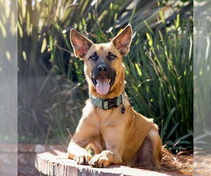 Clever - Male Holland Shepherd-Unknown Mix Dog for Adoption - Photo #5