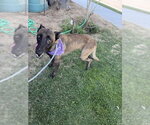 Small #2 Mutt