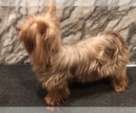 Small #2 Yorkshire Terrier