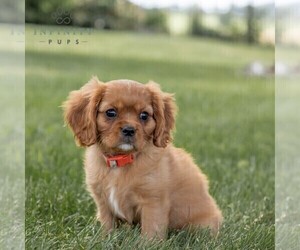 Cavalier King Charles Spaniel Puppy for sale in CHAMBERSBURG, PA, USA