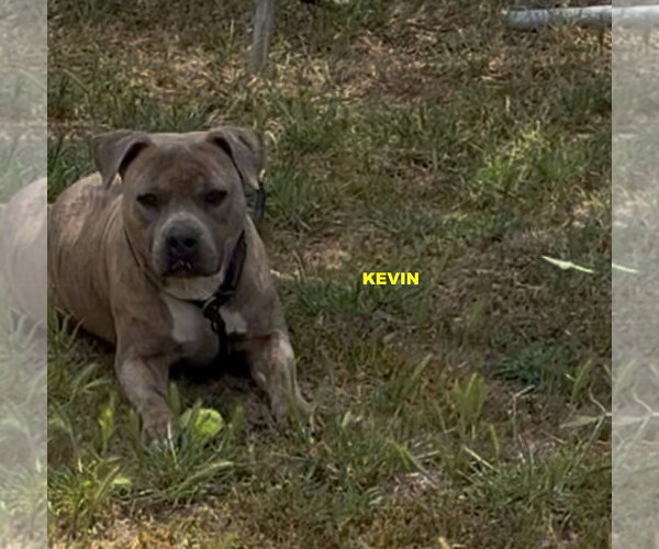 Medium Photo #5 Mutt Puppy For Sale in Woodland Hills, CA, USA