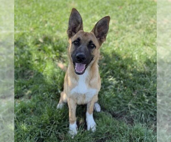 Medium Photo #2 German Shepherd Dog-Unknown Mix Puppy For Sale in Modesto, CA, USA