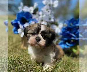 Shih Tzu Puppy for sale in DE PERE, WI, USA