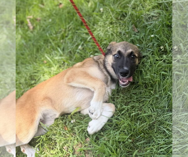 Medium Photo #7 Mutt Puppy For Sale in Yardley, PA, USA