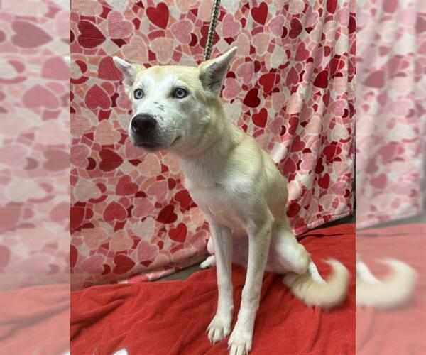 Medium Photo #1 Siberian Husky-Unknown Mix Puppy For Sale in Rosenberg, TX, USA