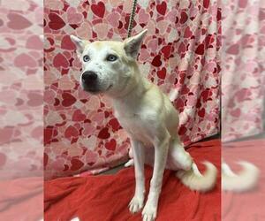 Siberian Husky-Unknown Mix Dogs for adoption in Rosenberg, TX, USA