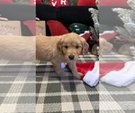Small Photo #35 Golden Retriever Puppy For Sale in LAKELAND, FL, USA