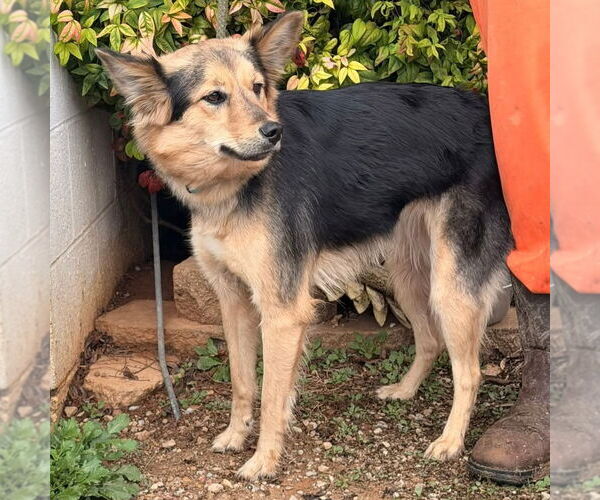 Medium Photo #6 Mutt Puppy For Sale in Columbus, IN, USA