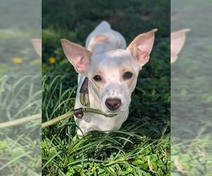 Dorgi Dogs for adoption in Fort Lauderdale, FL, USA