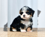 Small Photo #1 Yorkshire Terrier Puppy For Sale in ALLEN, TX, USA