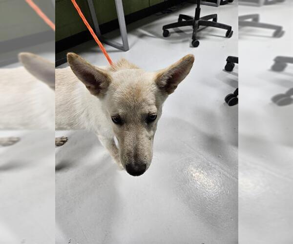 Medium Photo #1 German Shepherd Dog-Unknown Mix Puppy For Sale in Temple, TX, USA