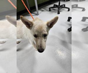 German Shepherd Dog-Unknown Mix Dogs for adoption in Temple, TX, USA