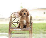 Small Photo #4 Goldendoodle-Poodle (Miniature) Mix Puppy For Sale in WARSAW, IN, USA