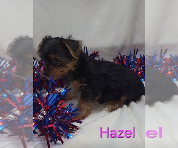 Medium Photo #3 Yorkshire Terrier Puppy For Sale in AZLE, TX, USA