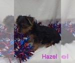 Small #2 Yorkshire Terrier