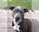 Small #13 American Pit Bull Terrier-American Staffordshire Terrier Mix