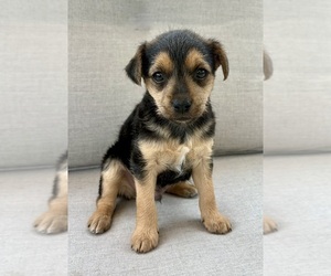 Chorkie Puppy for sale in FAIR HAVEN, MI, USA
