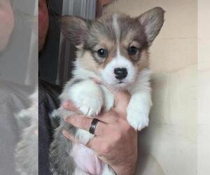 Medium Pembroke Welsh Corgi