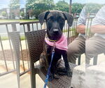 Small #1 American Pit Bull Terrier-Labrador Retriever Mix