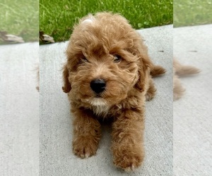 Poodle (Toy) Puppy for sale in FAIR HAVEN, MI, USA