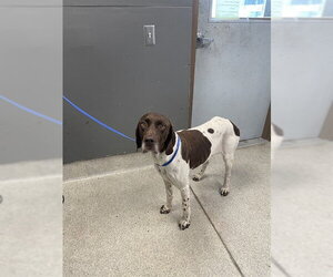 German Shorthaired Pointer Dogs for adoption in Tallahassee, FL, USA
