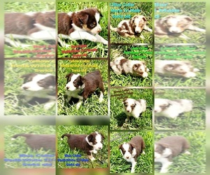 Border Collie Puppy for Sale in BYBEE, Tennessee USA