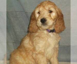 Goldendoodle Puppy for sale in THORP, WI, USA