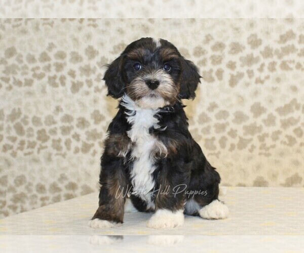 Medium Photo #1 Cavapoo-Miniature Bernedoodle Mix Puppy For Sale in DENVER, PA, USA