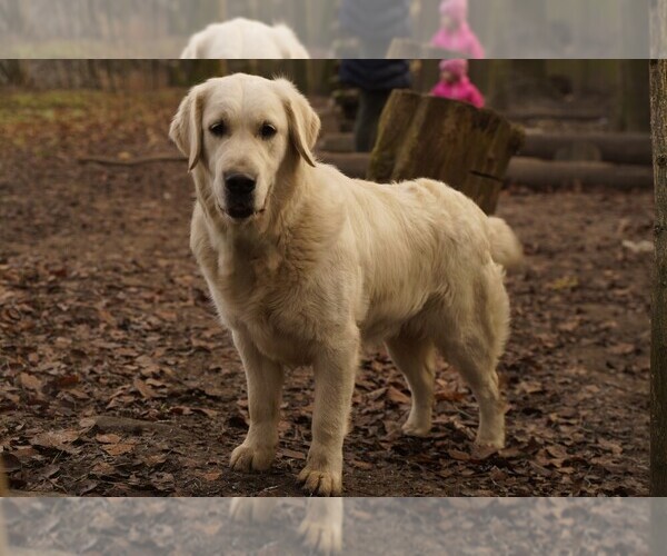 Medium Photo #9 English Cream Golden Retriever Puppy For Sale in Kharkiv, Kharkiv, Ukraine
