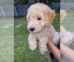 Puppy 4 -Goldendoodle Mix