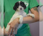 Small #1 Spaniel Mix