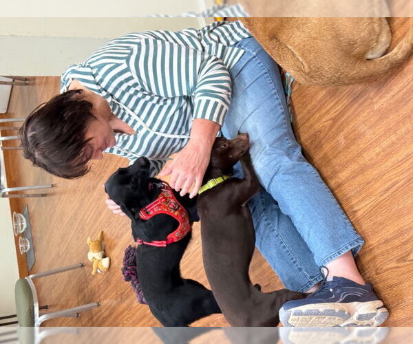 Medium Photo #5 Australian Kelpie-Labrador Retriever Mix Puppy For Sale in East Derry, NH, USA