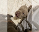 Small Photo #14 Neapolitan Mastiff Puppy For Sale in FARMINGTN HLS, MI, USA