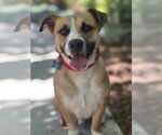 Small #5 Beagle Mix