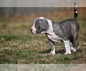 American Bully Dog for Adoption in BOLIVAR, Missouri USA